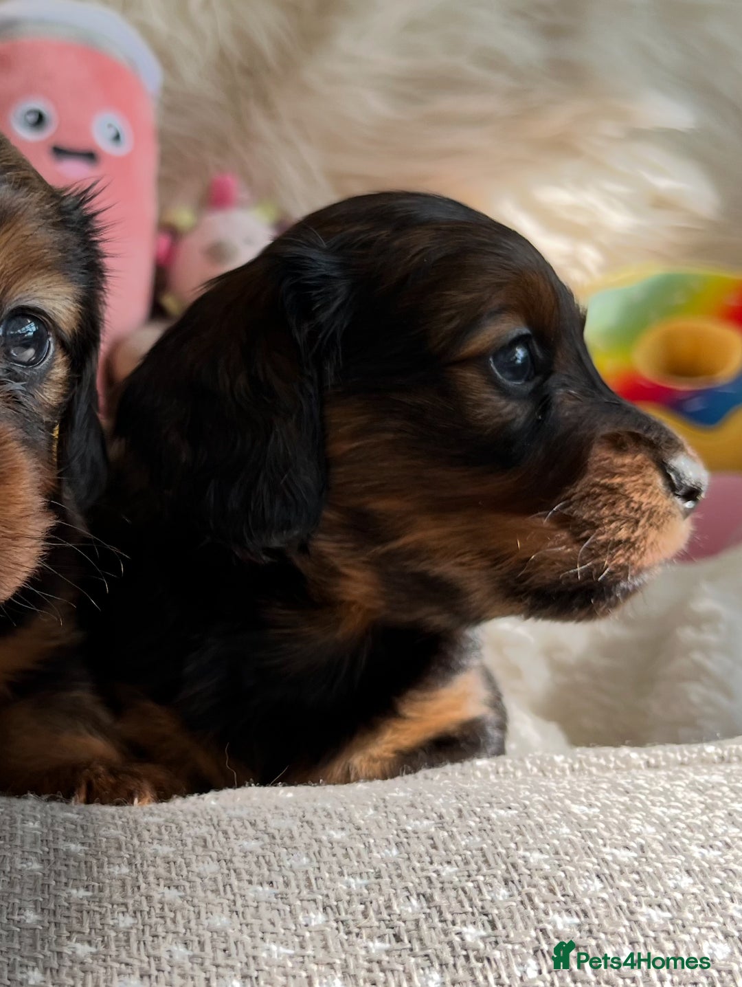 Miniature Dachshund dogs for sale: Top Show Quality KC Miniature Dachshund Puppies - Image 24