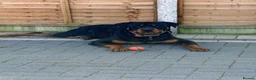 Rottweiler dogs for sale: 11 month old male Rottweiler pup for rehome - Advert 4