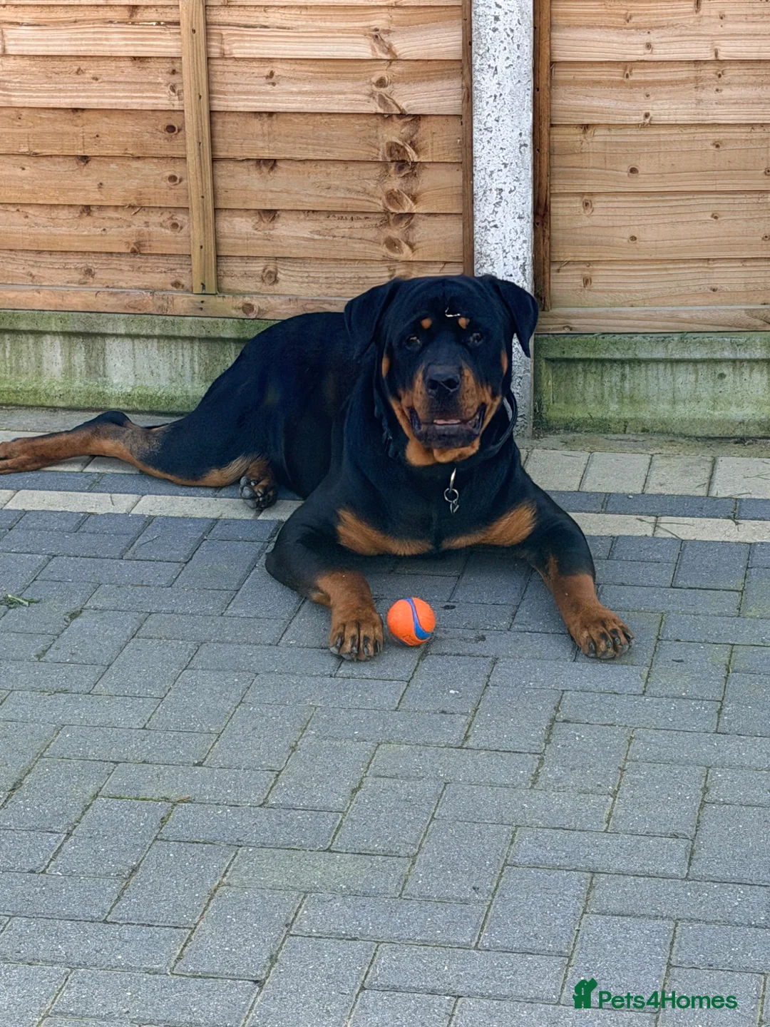 Rottweiler dogs for sale: 11 month old male Rottweiler pup for rehome - Advert 4