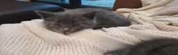 Mixed Breed cats for sale: 5 beautiful kittens.  - Advert 3