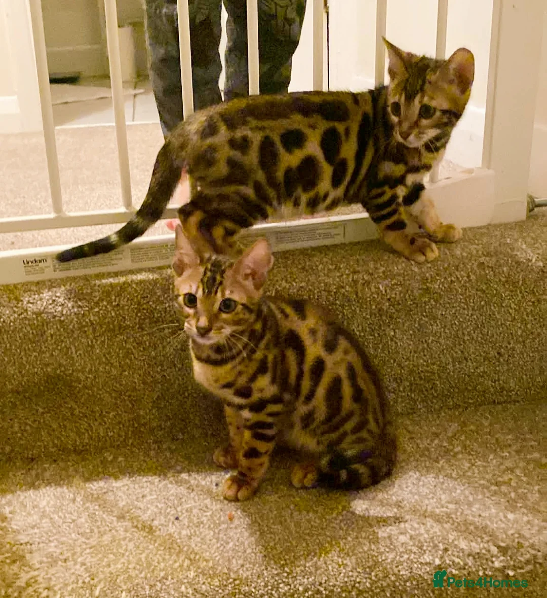 Bengal cats for sale: Stunning Bengal kittens for sale - Advert 9