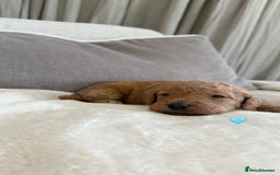 Australian Labradoodle dogs for sale: 🌟 Australian Labradoodle Puppies 🌟 - Image 6