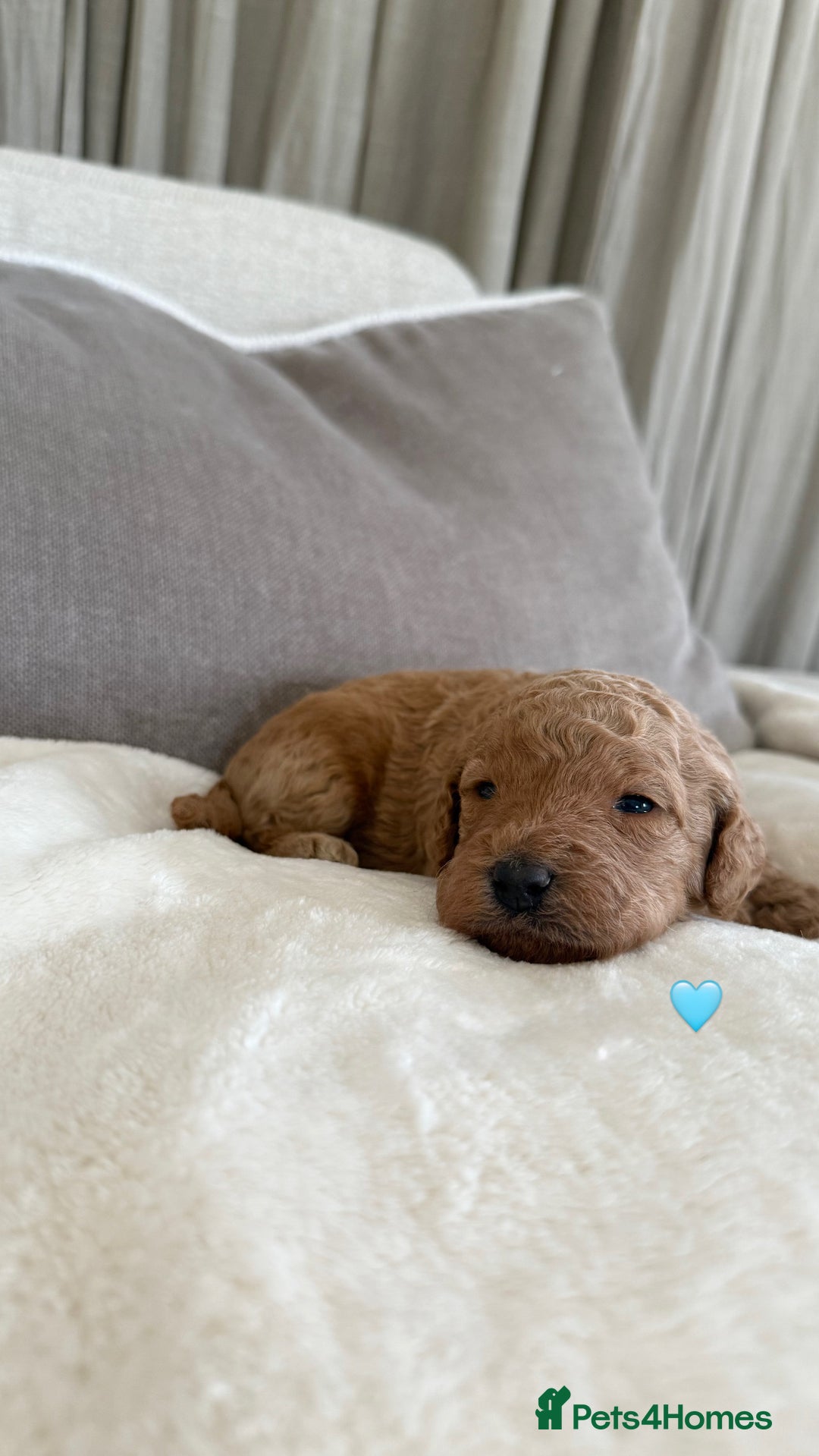 Australian Labradoodle dogs for sale: 🌟 Australian Labradoodle Puppies 🌟 - Image 6