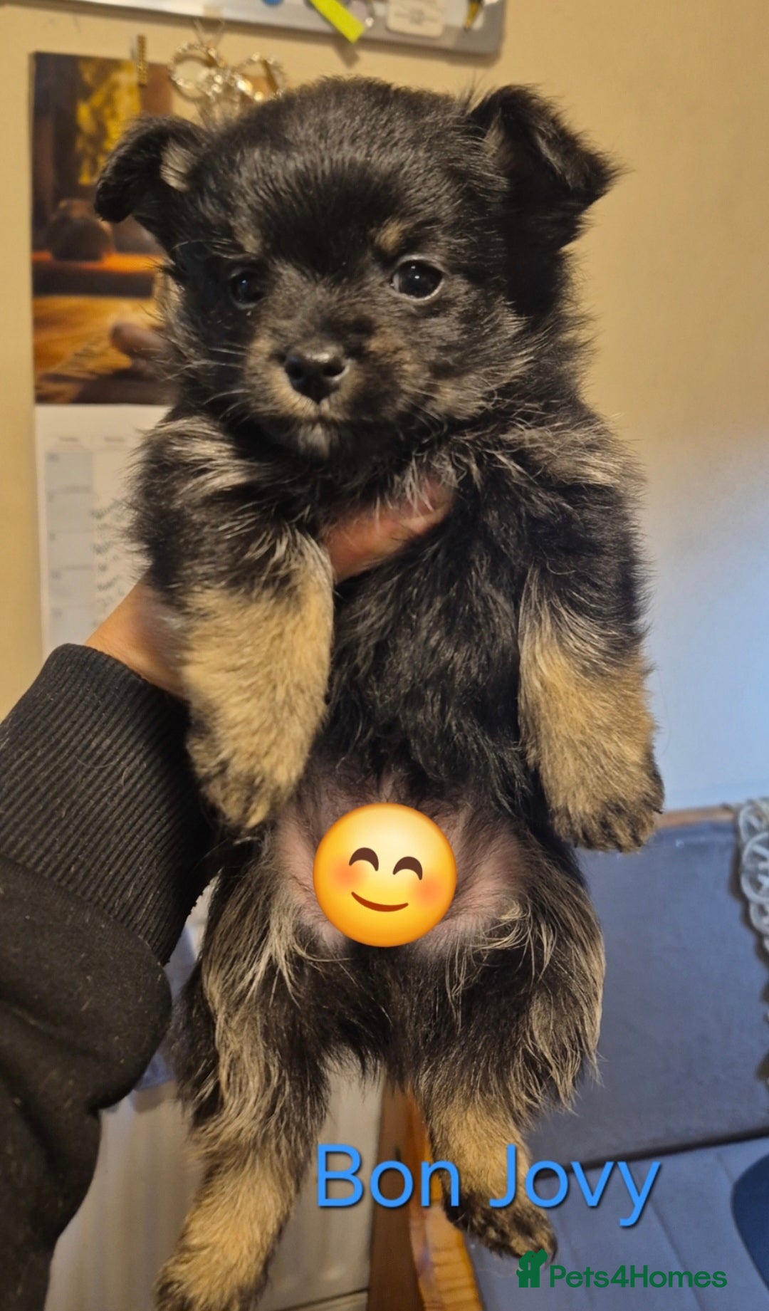 Mixed Breed dogs for sale: For sale my Toy Yorkshire&Pomeranian puppies 🐶  - Advert 1