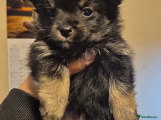 Mixed Breed dogs For sale my Toy Yorkshire&Pomeranian puppies 🐶 - Advert 1