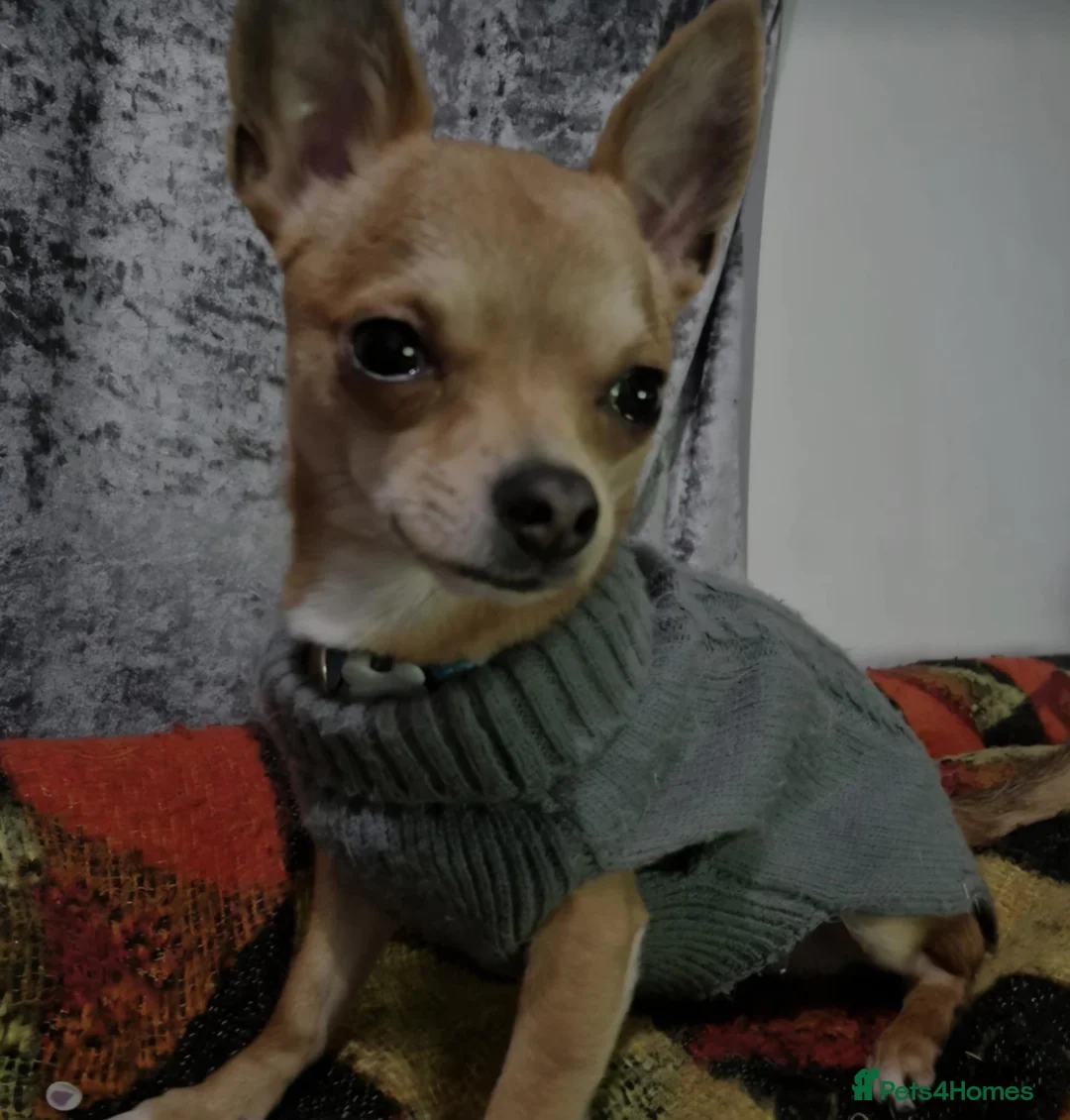 Chihuahua dogs for sale: Beautiful boy chihuahua  - Advert 1