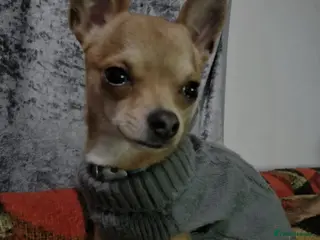 Chihuahua dogs Beautiful boy chihuahua - Advert 6