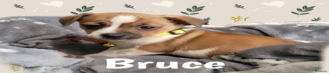 Bruce