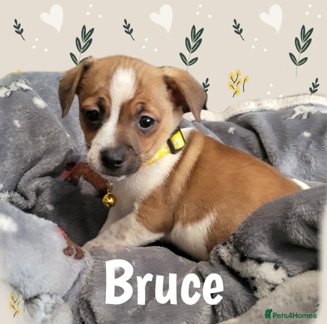 Jack Russell dogs for sale: minature jack russell puppies - Image 2