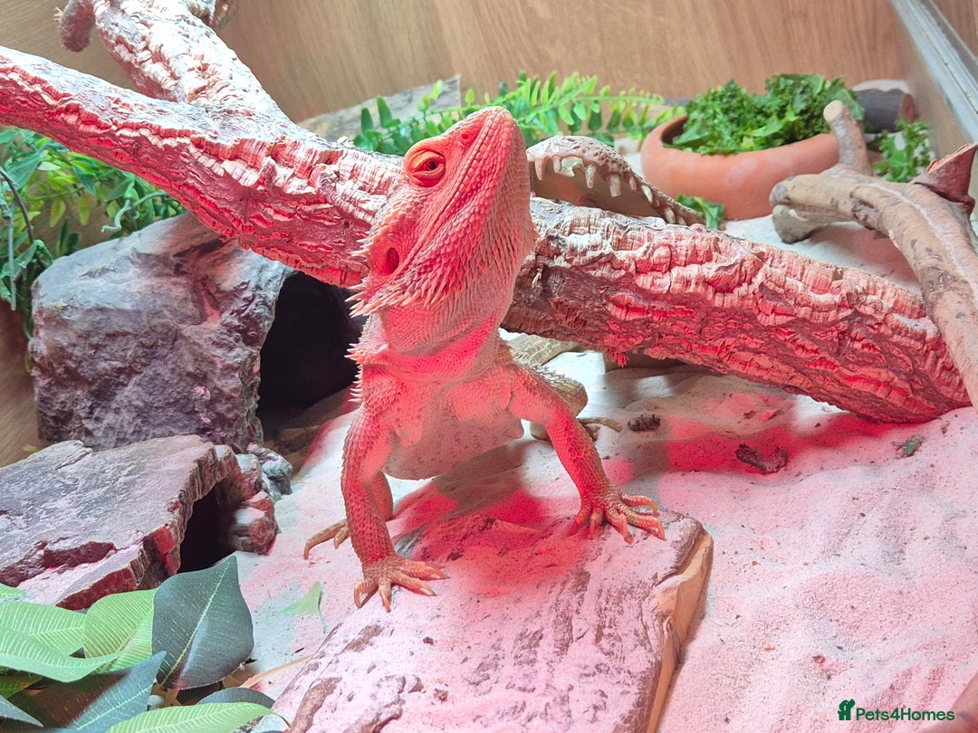Bearded Dragon reptiles for sale: Bearded dragon with full vivarium set-up  - Advert 2