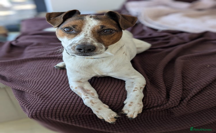 Jack Russell dogs - Advert 1