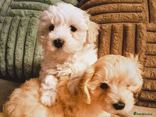 Maltipoo dogs F1 HEALTH TESTED QUALITY TOY MALTIPOO PUPPIES - Advert 4