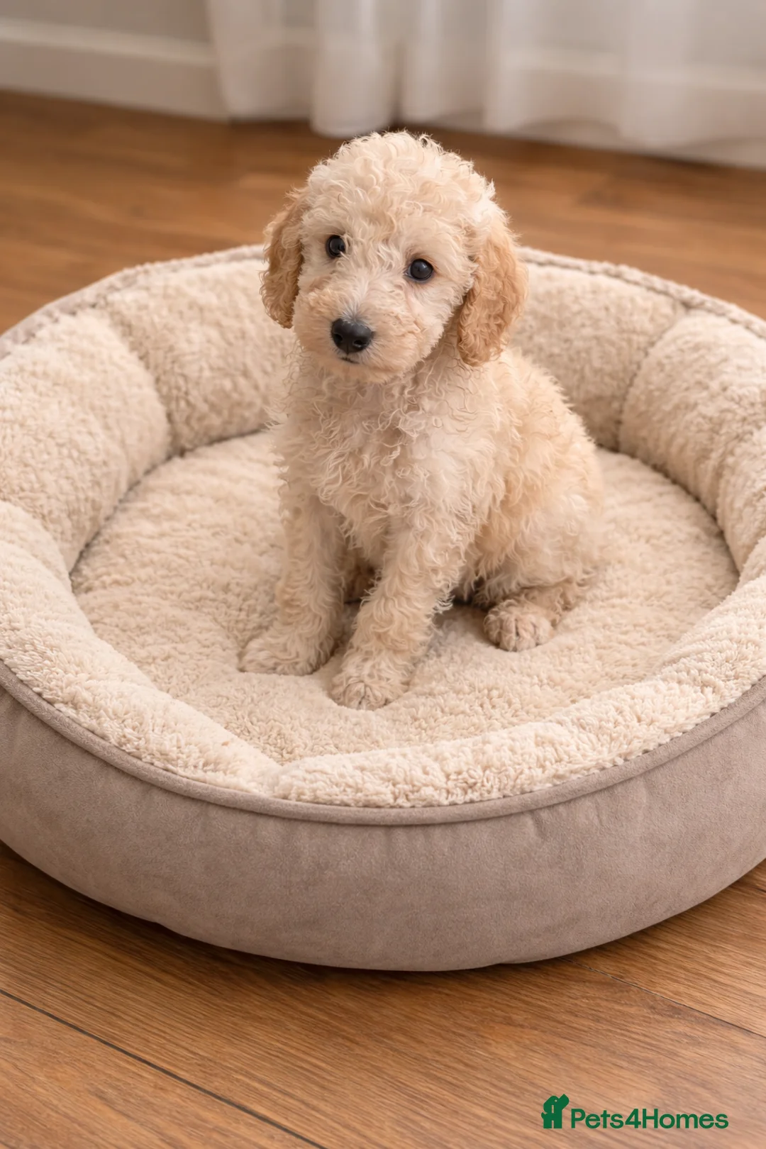 Sheepadoodle dogs for sale: Sheepadoodle Boy Puppy Ready To Leave Now - Advert 1