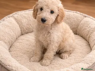 Sheepadoodle dogs Sheepadoodle Boy Puppy Ready To Leave Now - Advert 11