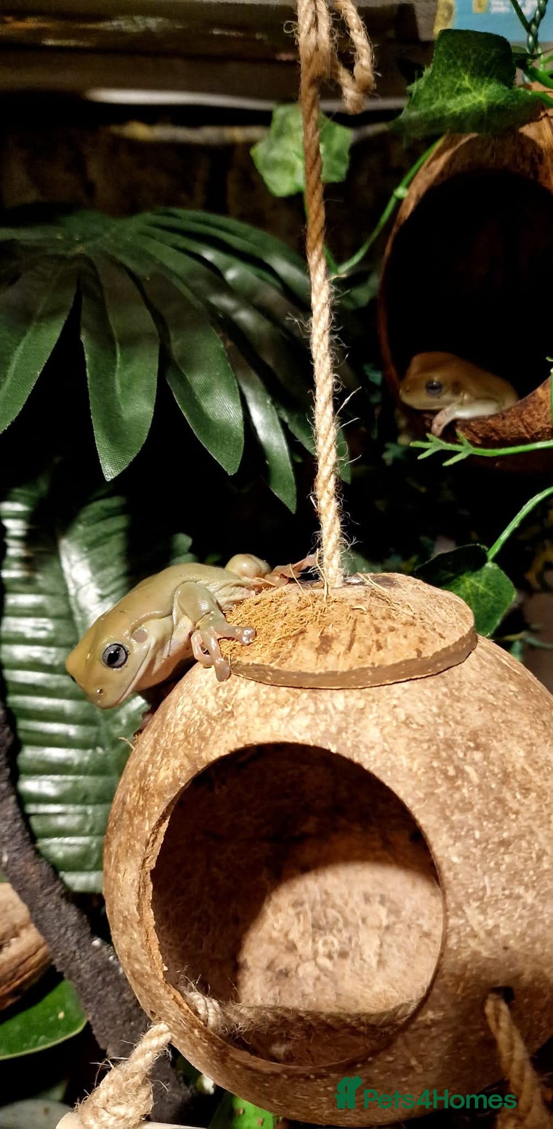 Frog reptiles for sale: Complete habitat with 2 adult White's tree frogs - Advert 2