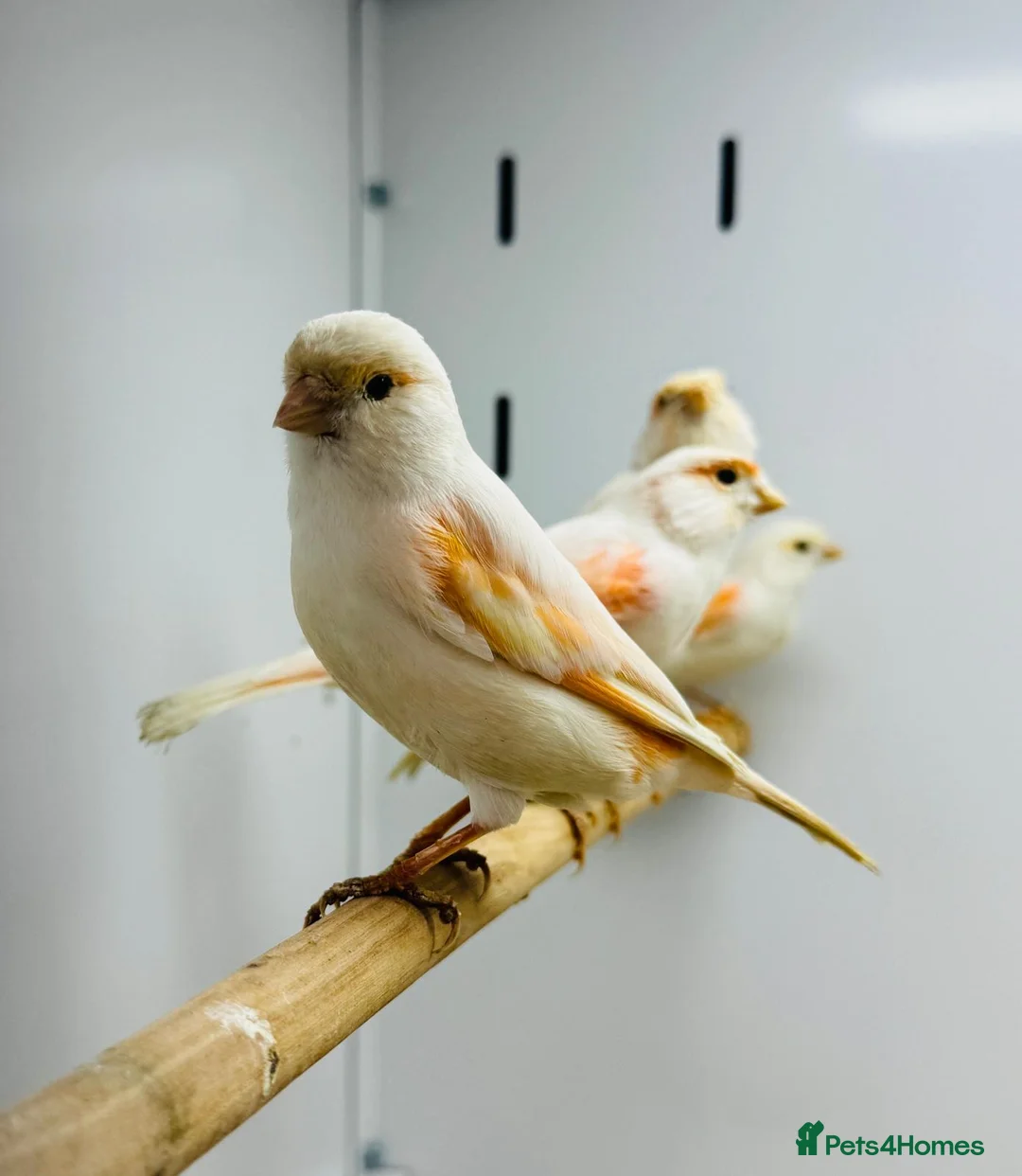 Canaries birds for sale: Red mosaic . Harlequin. Red factor - Advert 9