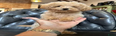 Miniature Poodle 3