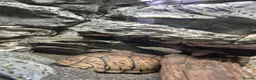Turtle reptiles for sale: Loggerhead Musk Turtle - Advert 9