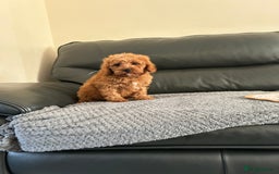 Cavapoo dogs for sale: Cavapoo puppies for sale  - Image 10