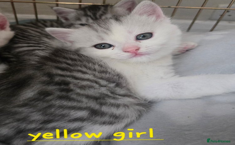 Persian cats - Advert 1