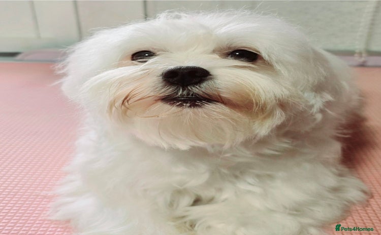 Maltese dogs - Advert 1