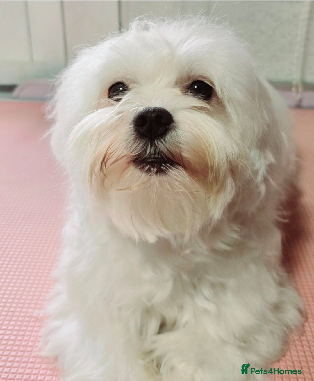 Maltese dogs for stud: Maltese kc health tested boy for Stud  - Image 3