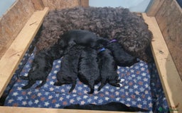 Cockapoo dogs for sale: Miniature heath tested cockapoos - Image 1