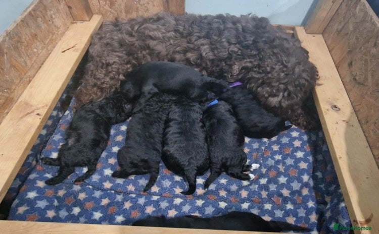 Cockapoo dogs - Advert 5