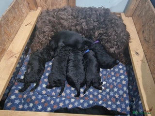 Cockapoo dogs - Advert 3