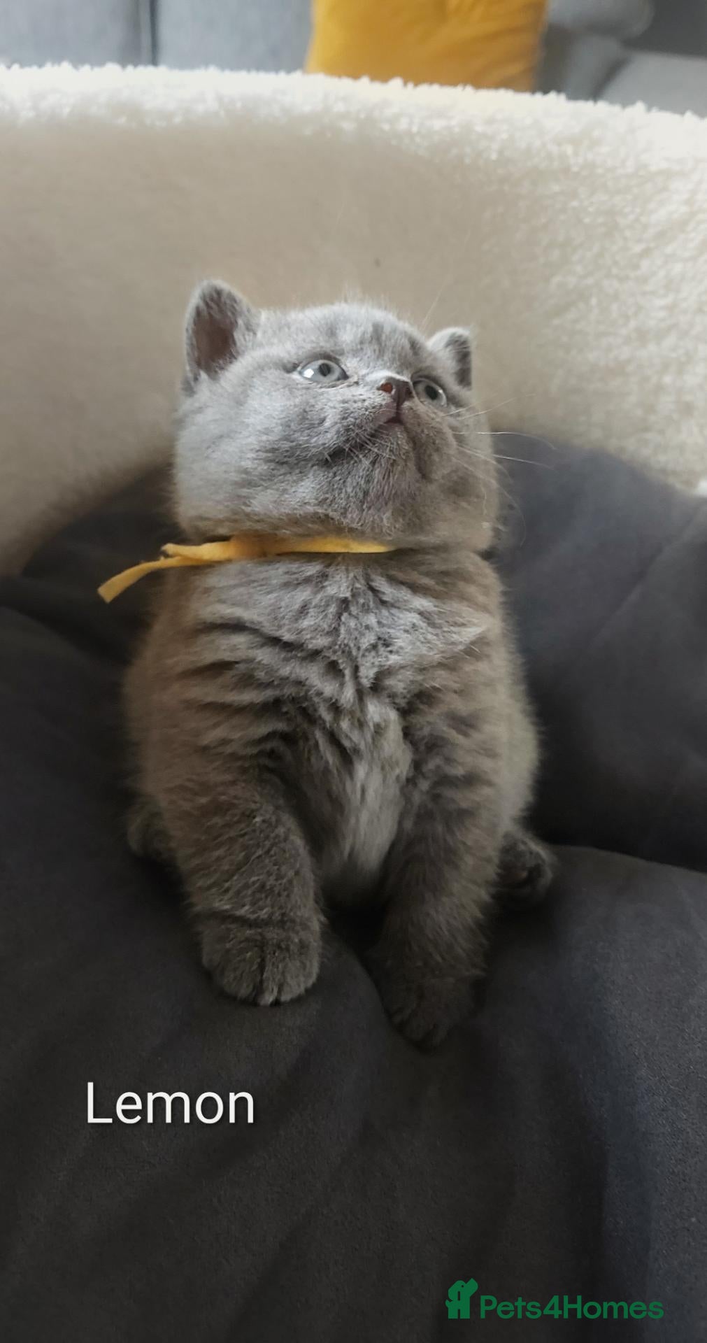 British Shorthair cats GCCF Pedigree British Shorthair Kittens - Advert 5