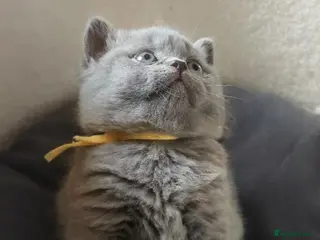 British Shorthair cats GCCF Pedigree British Shorthair Kittens - Advert 5