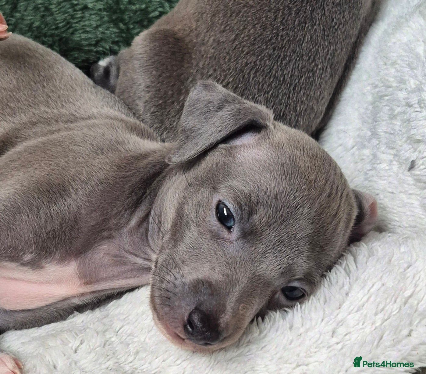 Italian Greyhound dogs Champion blood line KC Reg Italian Greyhounds - Advert 3