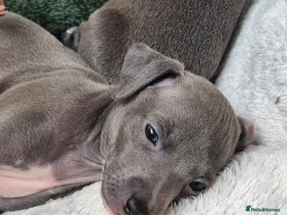 Italian Greyhound dogs Champion blood line KC Reg Italian Greyhounds - Advert 7