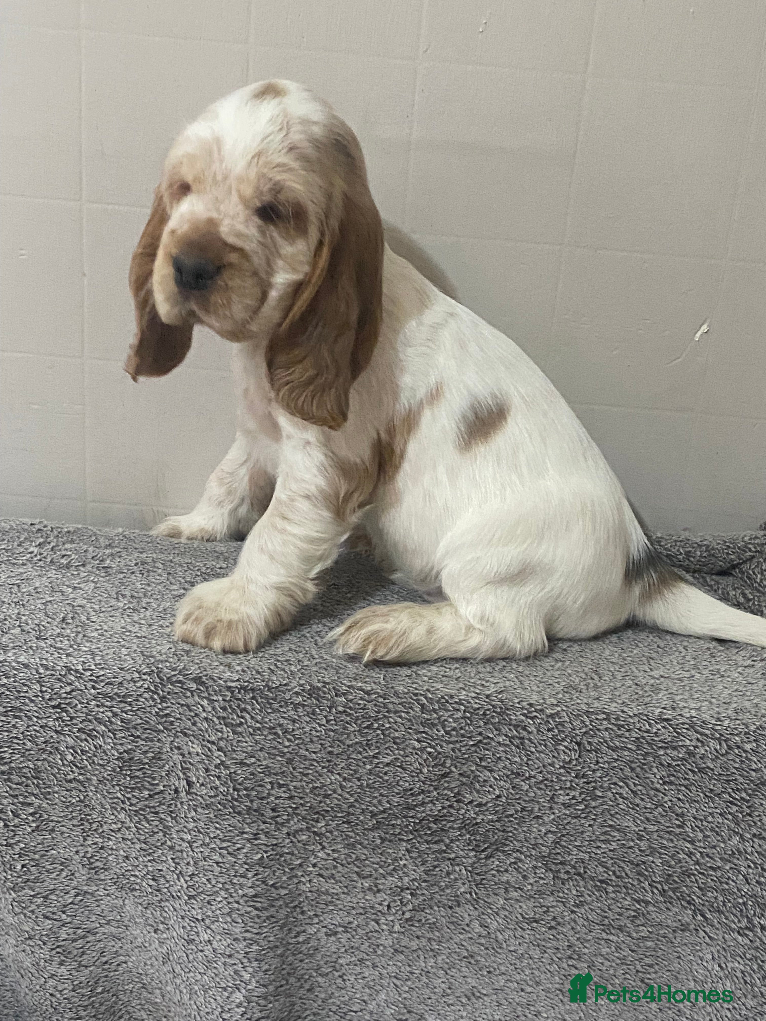 Cocker Spaniel dogs ‘Show Type’ Cocker Spaniel Puppies. KC Registered. - Advert 12