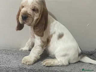 Cocker Spaniel dogs ‘Show Type’ Cocker Spaniel Puppies. KC Registered. - Advert 12