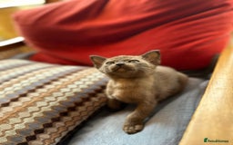 Burmese cats for sale: Happy Healthy GCCF Burmese Kittens in London - Image 9
