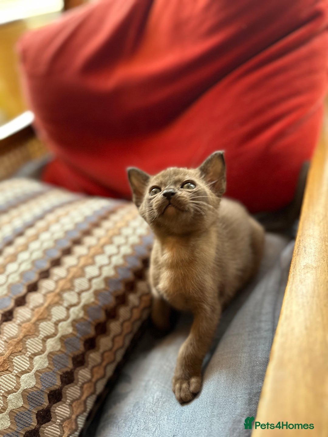 Burmese cats for sale: Happy Healthy GCCF Burmese Kittens in London - Image 9