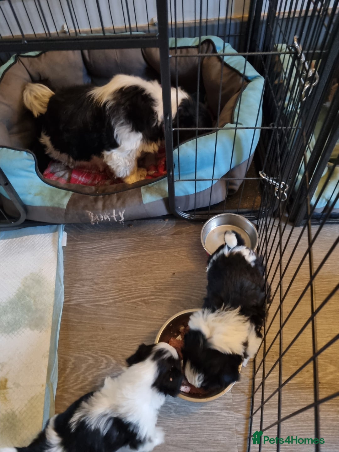 Shih Tzu dogs for sale: Shih tzus pups for sale - Advert 3