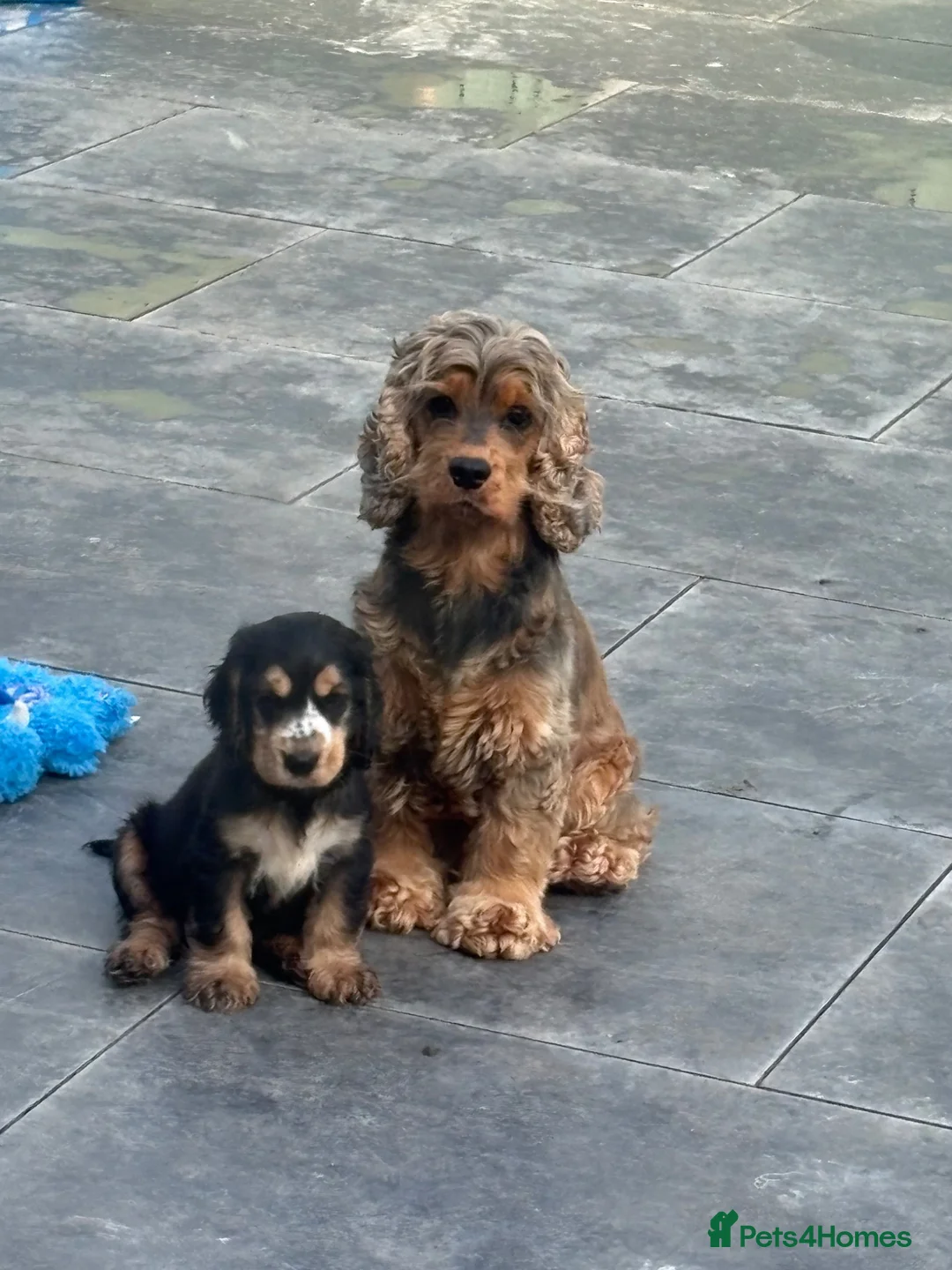 Cocker Spaniel dogs for sale: Last Kc reg male show type cocker spaniel  - Advert 1