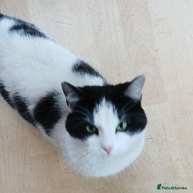 Mixed Breed cats EDWIN - Advert 1
