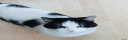 Mixed Breed cats for adoption: EDWIN - Advert 1
