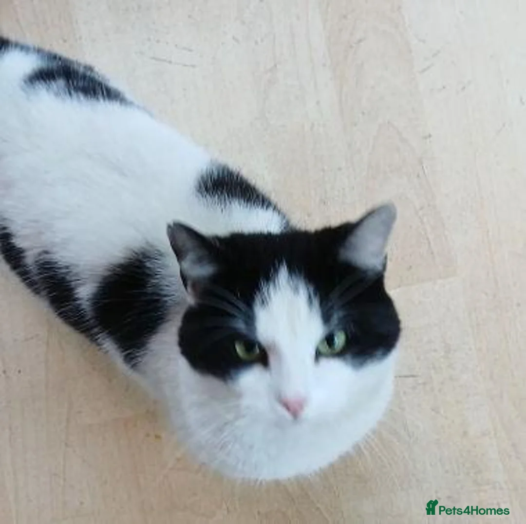 Mixed Breed cats for adoption: EDWIN - Advert 1