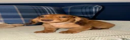Miniature Dachshund dogs for sale: 🩷Stunning Long Haired Mini Dachshunds💙 - Advert 7
