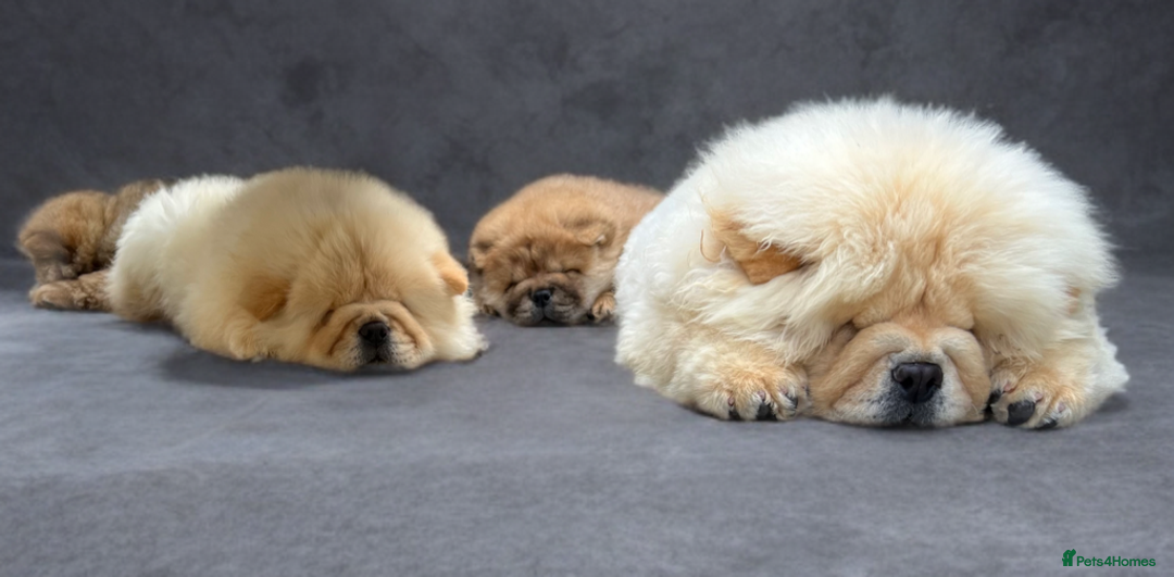 Chow Chow dogs for sale: 🧸🧸Beautiful litter of chow chow puppies🧸🧸 - Image 5