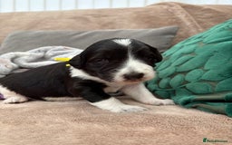 Bordoodle dogs for sale: Bordoodle Pups - Image 6