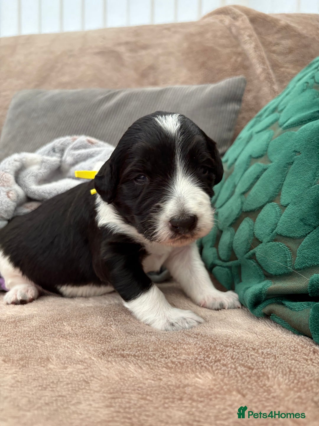 Bordoodle dogs for sale: Bordoodle Pups - Image 6