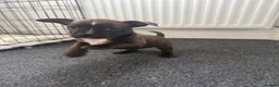 Staffordshire Bull Terrier dogs for sale: Staffordshire Bull Terrier Puppies - Advert 2