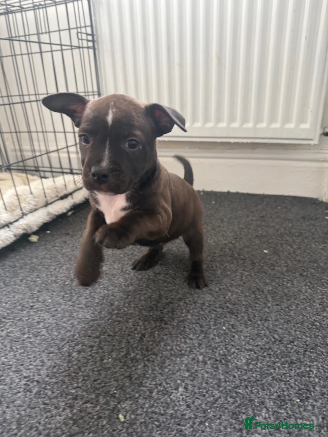 Staffordshire Bull Terrier dogs for sale: Staffordshire Bull Terrier Puppies - Advert 2