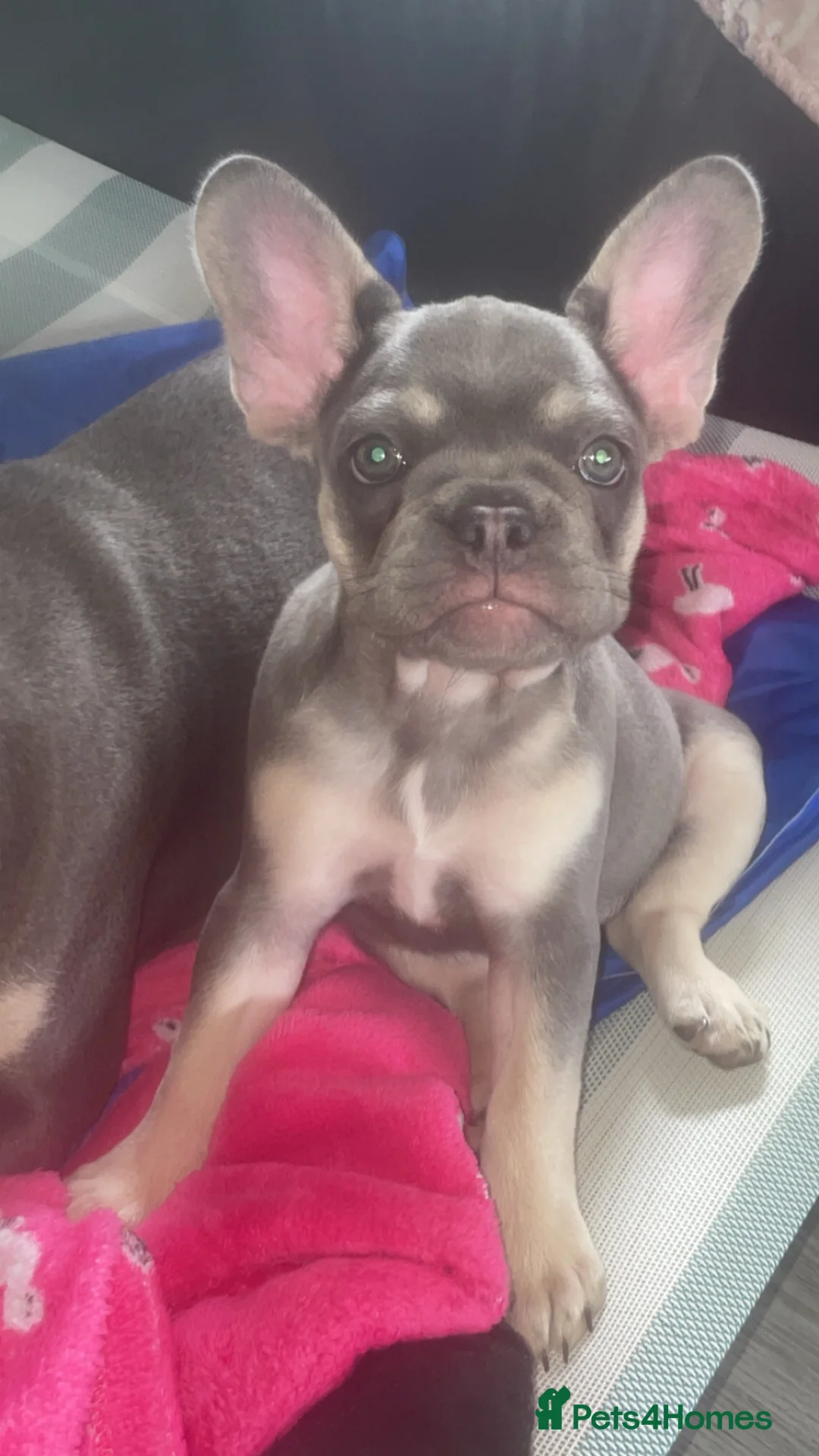 French Bulldog dogs for sale: Lilac Tan French Bulldogs  - Advert 1