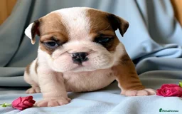 English Bulldog dogs for sale: Gorgeous Purebred English Bulldog Puppies - Image 3